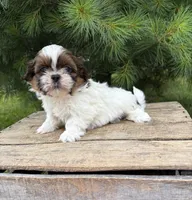 Tyler , a male Shih Tzu for sale in Middlebury, IN – 5 of 5