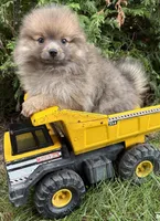 Zeke, a male Pomeranian for sale in Middlebury, IN – 1 of 4