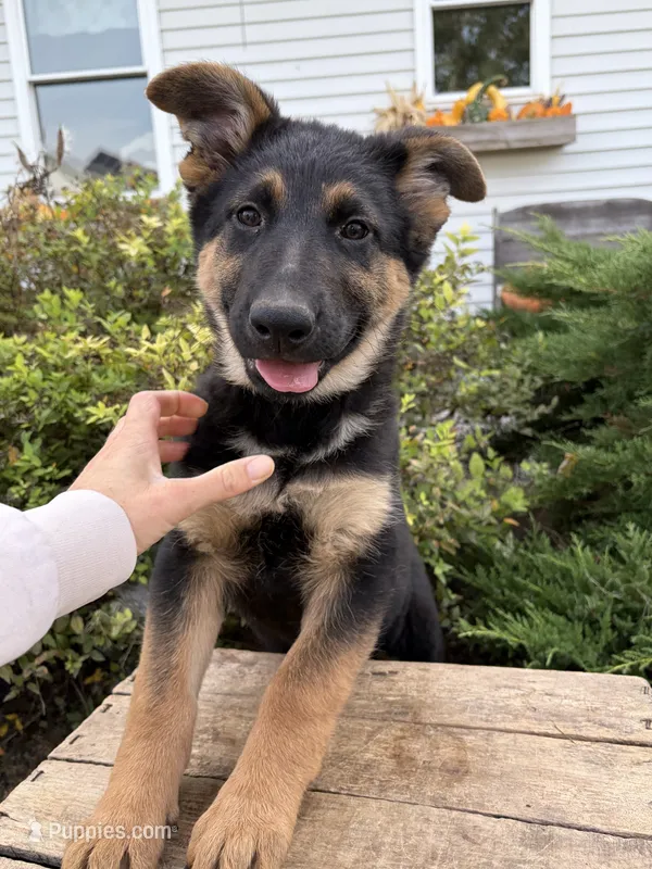Dakota  – German Shepherd Dog puppy for sale in Middlebury, IN