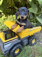 Rocky , a male Dachshund for sale in Middlebury, IN – 3 of 4
