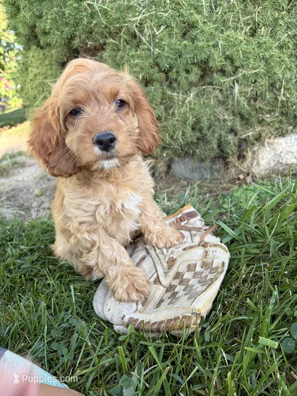 Becca – Cockapoo puppy for sale in Middlebury, IN