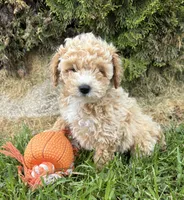 Jetta, a female Bichpoo for sale in Middlebury, IN – 2 of 4