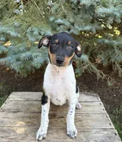 Rocco, a male Rat Terrier for sale in Middlebury, IN – 5 of 5