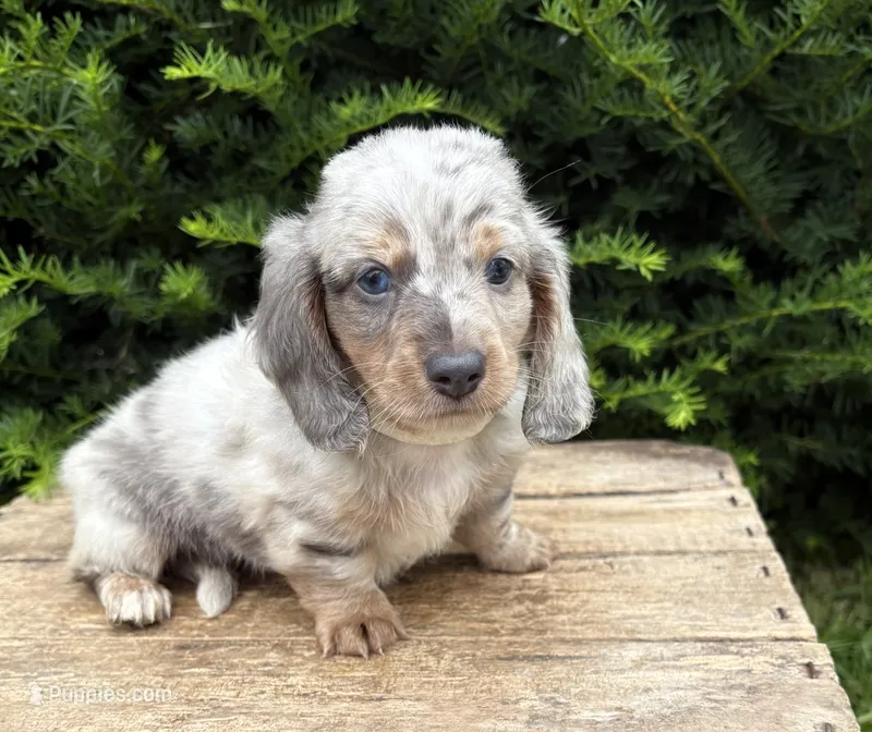 Jax – Dachshund puppy for sale in Middlebury, IN