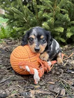 Silas, a male Dachshund for sale in Middlebury, IN – Photo 1 of 4