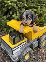 Silas, a male Dachshund for sale in Middlebury, IN – Photo 2 of 4