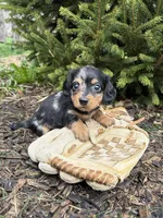 Silas, a male Dachshund for sale in Middlebury, IN – Photo 4 of 4