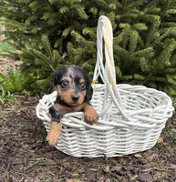Silas, a male Dachshund for sale in Middlebury, IN – Photo 3 of 4