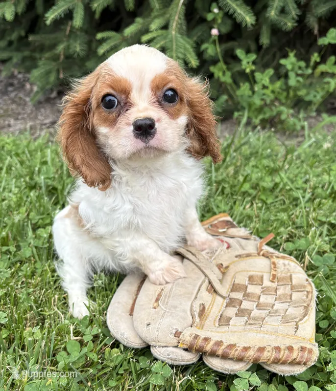 Sailor – Cavalier King Charles Spaniel puppy for sale in Middlebury, IN