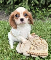 Sailor, a male Cavalier King Charles Spaniel for sale in Middlebury, IN – 1 of 4
