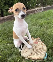 Stella, a female Jack Russell Terrier and Rat Terrier for sale in Middlebury, IN – 3 of 5