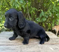 Tessa, a female Dachshund for sale in Middlebury, IN – 3 of 6