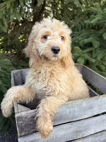 Presley, a male Miniature Goldendoodle for sale in Middlebury, IN – 4 of 4
