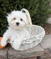 Eddie, a male Maltese for sale in Middlebury, IN – 4 of 5