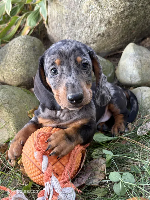 Theo – Dachshund puppy for sale in Middlebury, IN