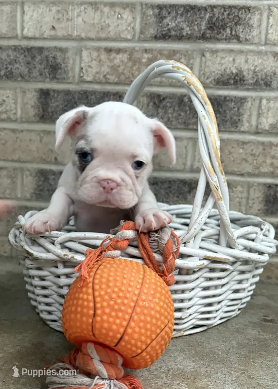 Darcia – French Bulldog puppy for sale in Middlebury, IN