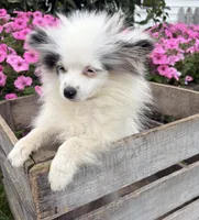 Olaf, a male Pomeranian for sale in Middlebury, IN – 4 of 6