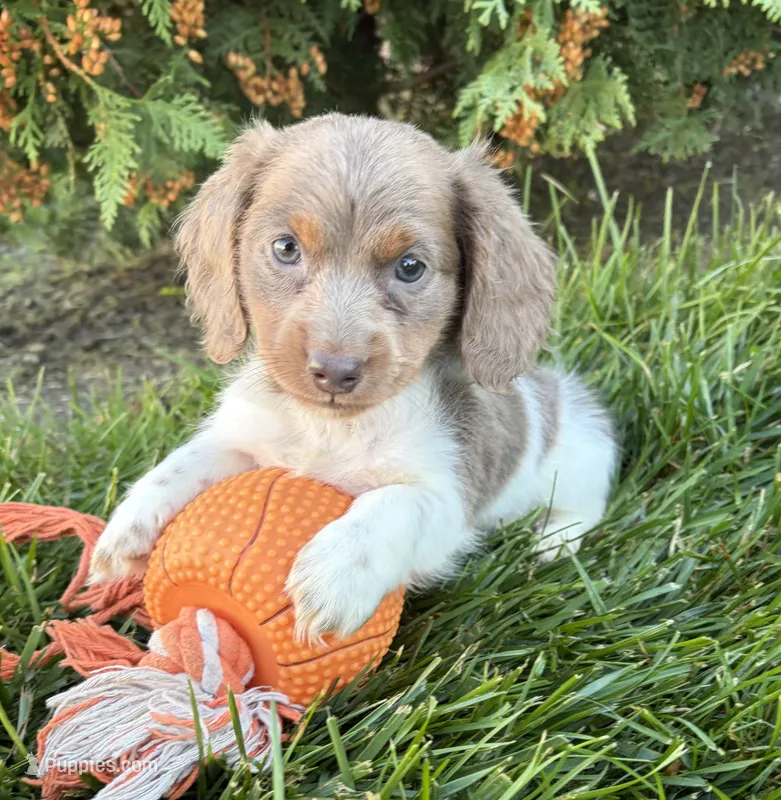 Calihan – Miniature Dachshund puppy for sale in Middlebury, IN