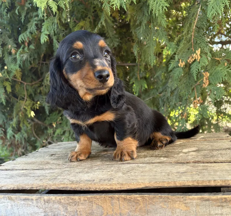 Harris – Miniature Dachshund puppy for sale in Middlebury, IN