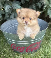Phoebe , a female Pomeranian for sale in Middlebury, IN – 2 of 4