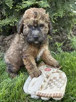 Daisy, a female Whoodle for sale in Middlebury, IN – 3 of 4