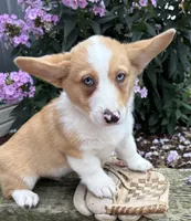 Gilbert , a male Pembroke Welsh Corgi for sale in Middlebury, IN – 3 of 4