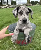 Raine, a female Great Dane for sale in Middlebury, IN – Photo 3 of 7