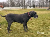 Raine, a female Great Dane for sale in Middlebury, IN – Photo 6 of 7