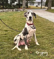 Raine, a female Great Dane for sale in Middlebury, IN – Photo 7 of 7