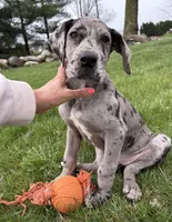Raine, a female Great Dane for sale in Middlebury, IN – Photo 5 of 7