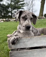 Raine, a female Great Dane for sale in Middlebury, IN – Photo 2 of 7