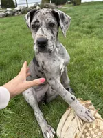 Raine, a female Great Dane for sale in Middlebury, IN – Photo 4 of 7
