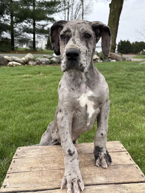 Raine – Great Dane puppy for sale in Middlebury, IN