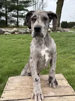 Raine, a female Great Dane for sale in Middlebury, IN – Photo 1 of 7