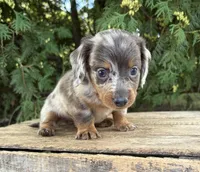 Cici, a female Dachshund for sale in Middlebury, IN – 4 of 6