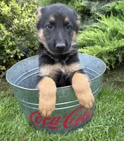 Dolly, a female German Shepherd Dog for sale in Middlebury, IN – 2 of 5