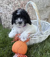 Ava, a female Havapoo for sale in Middlebury, IN – 5 of 5