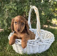 Aerie , a female Miniature Dachshund for sale in Middlebury, IN – 2 of 5
