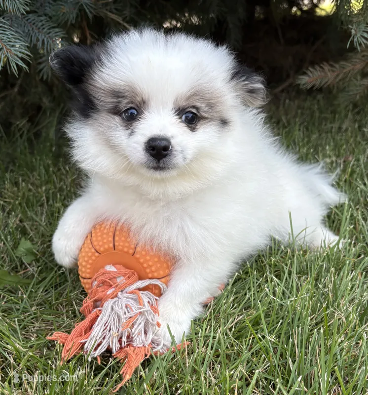 Pebbles  – Pomeranian puppy for sale in Middlebury, IN