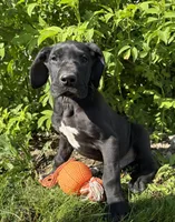 Teddy, a male Great Dane for sale in Middlebury, IN – 2 of 4