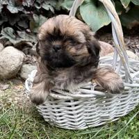 Casi, a female Shih Tzu for sale in Middlebury, IN – 4 of 5