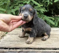 Opal, a female Dachshund for sale in Middlebury, IN – 3 of 4