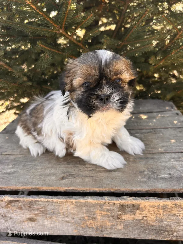 Jinx – Shih Tzu puppy for sale in Middlebury, IN