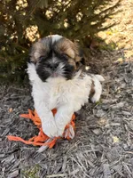 Jinx, a male Shih Tzu for sale in Middlebury, IN – Photo 3 of 5