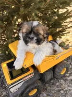 Jinx, a male Shih Tzu for sale in Middlebury, IN – Photo 2 of 5