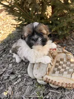 Jinx, a male Shih Tzu for sale in Middlebury, IN – Photo 4 of 5