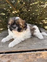 Jinx, a male Shih Tzu for sale in Middlebury, IN – Photo 5 of 5