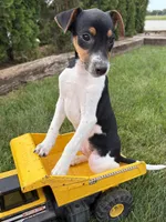 Stetson , a male Jack Russell Terrier and Rat Terrier for sale in Middlebury, IN – 2 of 5
