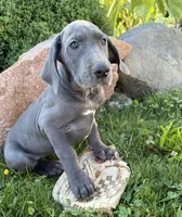 Ellie, a female Great Dane for sale in Middlebury, IN – 3 of 4
