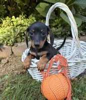 Rocky , a male Dachshund for sale in Middlebury, IN – 2 of 4